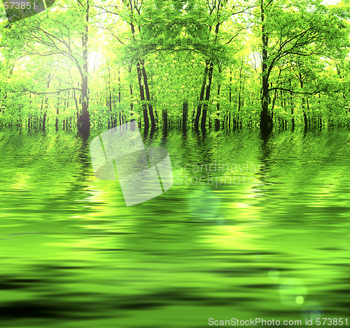 Image of Green Forest.