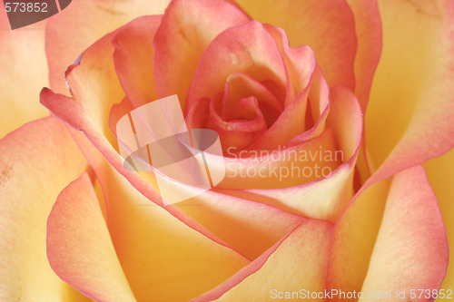 Image of Rose