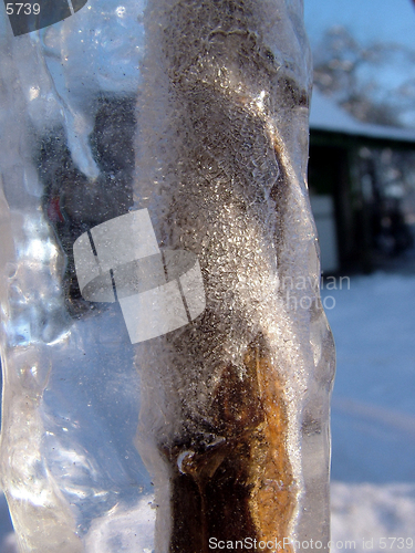 Image of Plants in icicle