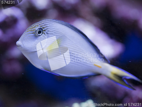 Image of marine aquarium fish tank