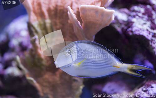 Image of marine aquarium fish tank