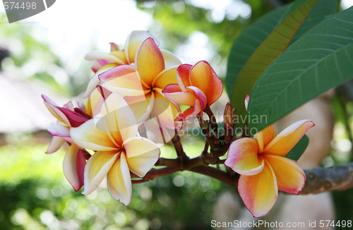 Image of Frangipani flowers