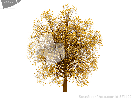 Image of Autumn tree