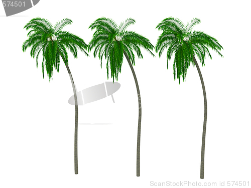 Image of Palms 3d