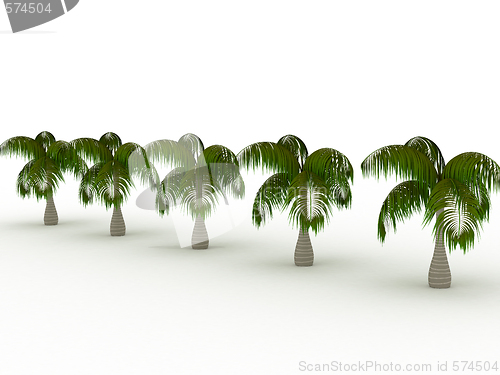 Image of Row of palms