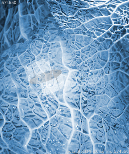 Image of Green cabbage vegetable