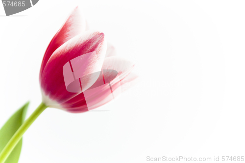 Image of Tulip