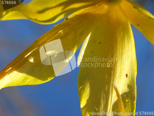 Image of underside of the flower