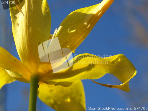 Image of Yellow lilly