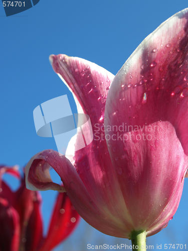 Image of Purpil tulip