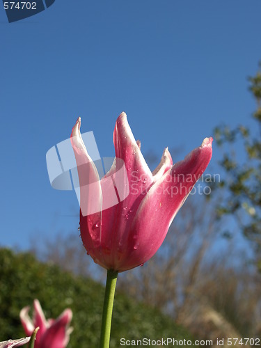 Image of Purple tulip up close