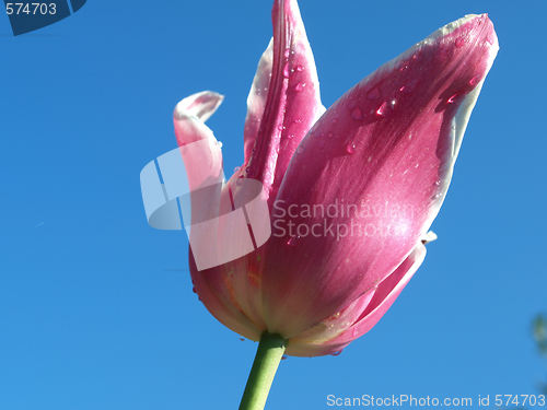 Image of Wet tulip