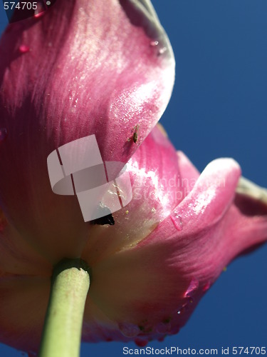 Image of Tulip from below