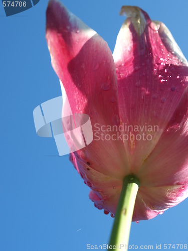 Image of Purple tulip seen from below