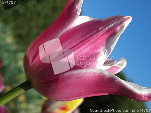 Image of A purple tulip 