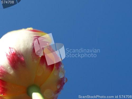 Image of A purple and tulip