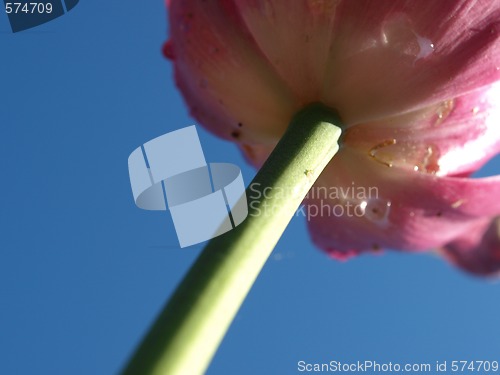 Image of Purple tulip