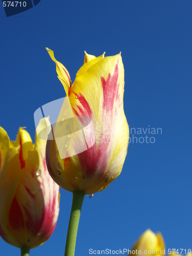 Image of Tulips in the field