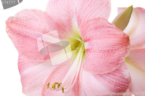 Image of Flowers