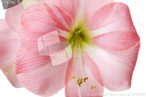 Image of Pink Flower