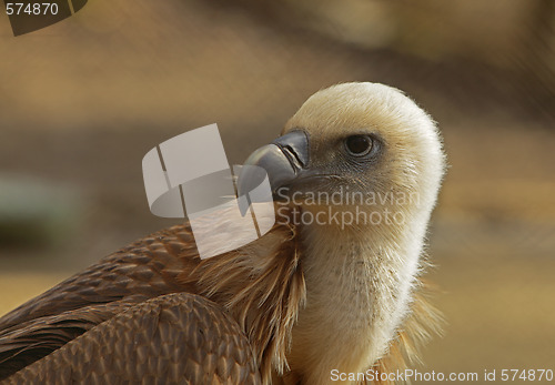 Image of Eagle portrait