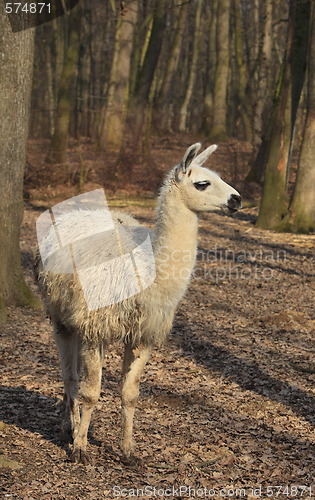 Image of Llama (Lama glama)