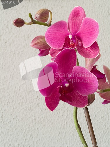 Image of Orchid - Phalaenopsis