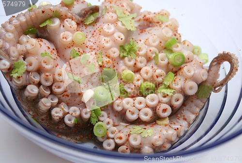 Image of raw octopus