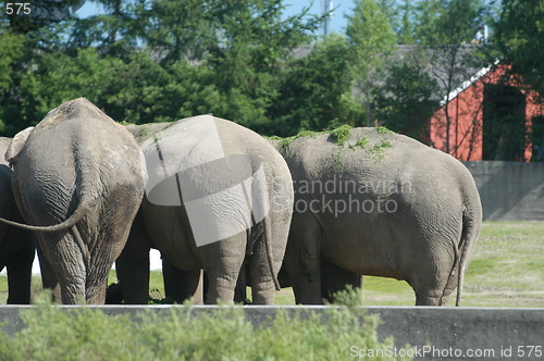 Image of Elephants