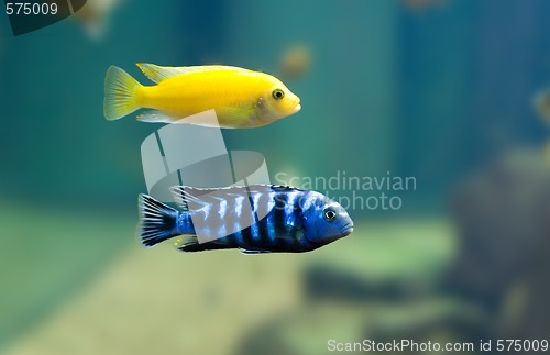 Image of exotic fish 