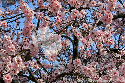 Image of cherry blossom