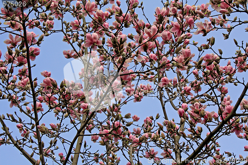 Image of Magnolia