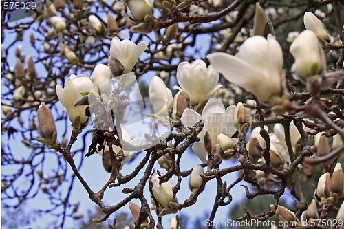 Image of Magnolia