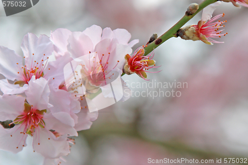 Image of cherry blossom