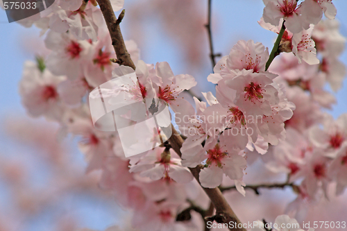 Image of cherry blossom