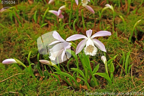 Image of Japan orchid (Pleione formosana)