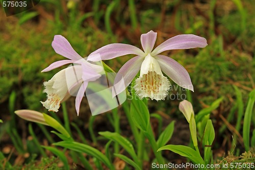 Image of Japan orchid (Pleione formosana)