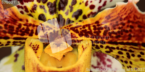 Image of Paphiopedilum Orchid