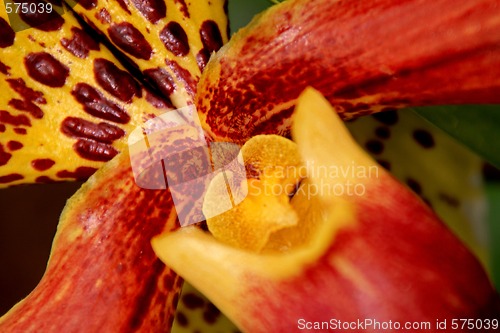 Image of Paphiopedilum Orchid