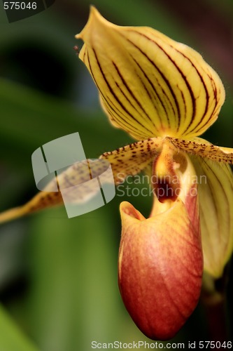 Image of Paphiopedilum Orchid