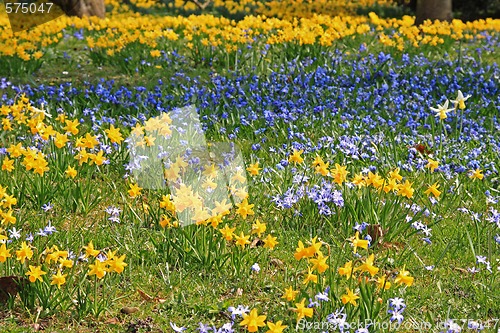 Image of Spring field