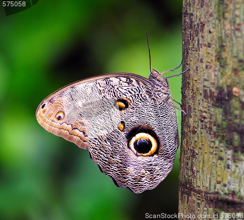 Image of Owl Butterfly