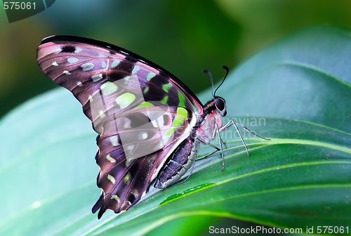 Image of Common bluebottle