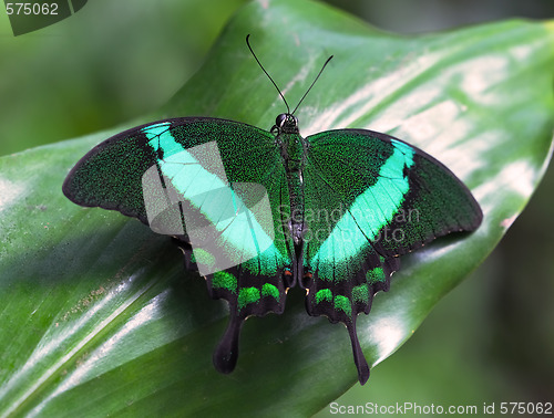 Image of Emerald Swallowtail