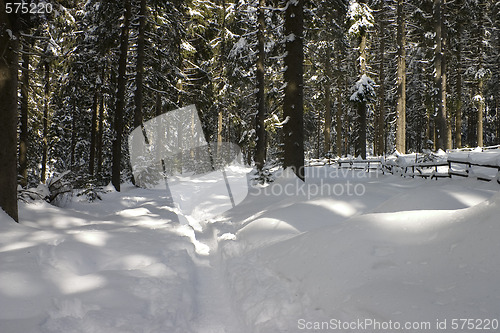 Image of Forest in winter