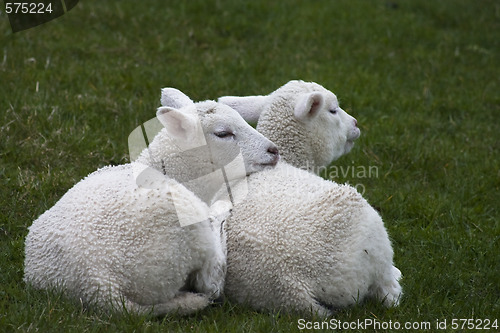 Image of Sheep