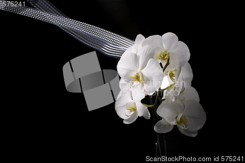 Image of orchid