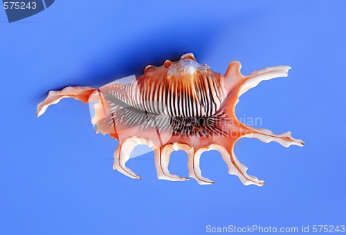 Image of Sea shell