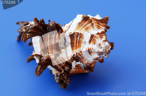 Image of Sea shell