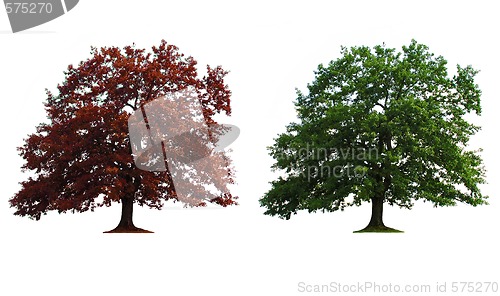 Image of two trees in line